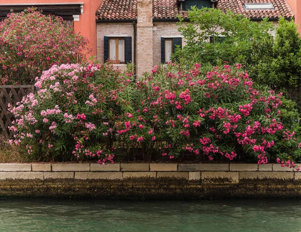 Barevný Malebný Dům Obklopený Růžovými Květy Benátkách Itálie — Stock fotografie