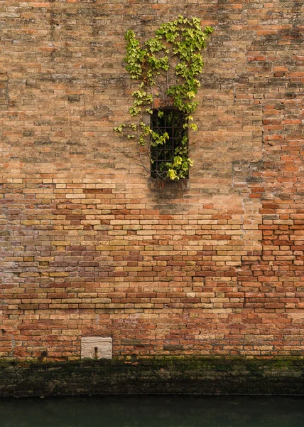 Fachada Pitoresca Encantadora Edifício Antigo Plantas Verdes Penduradas Veneza Itália — Fotografia de Stock