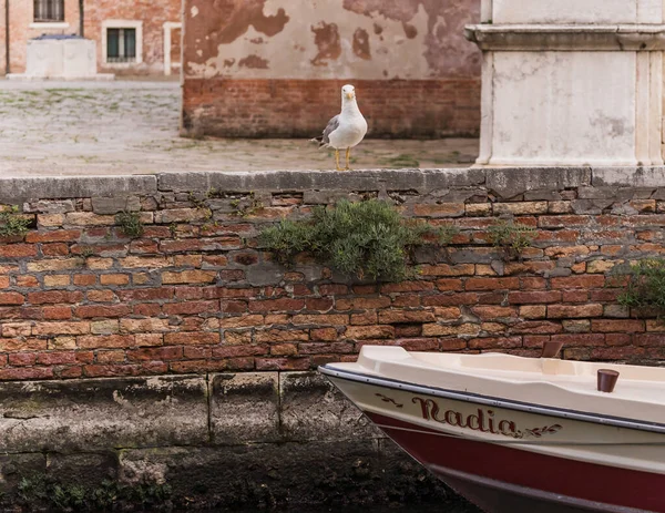 martı kısa duvarda duruyor Venedik, İtalya 'da bir kanalın yanında