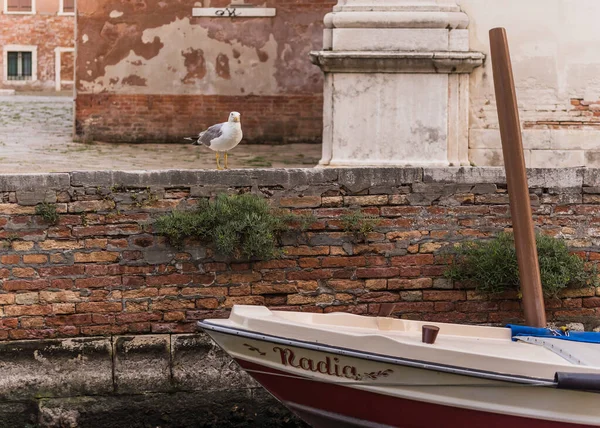 Racek Stojící Krátké Zdi Kanálu Benátkách Itálie — Stock fotografie