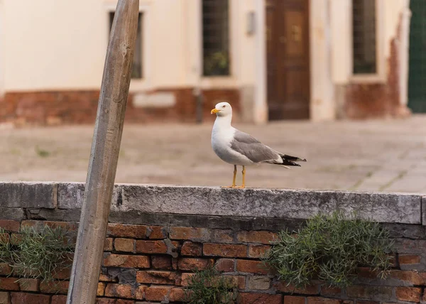 Чайка Стоїть Короткій Стіні Біля Каналу Венеції Італія — стокове фото