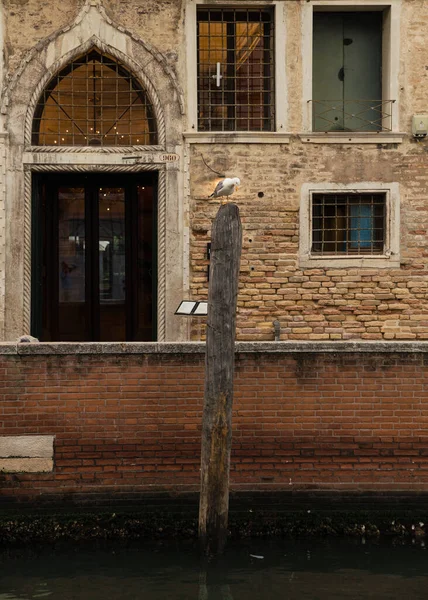 Seagull Resting Wooden Pole Canal Venice Italy Beautiful Facade Background — Fotografia de Stock