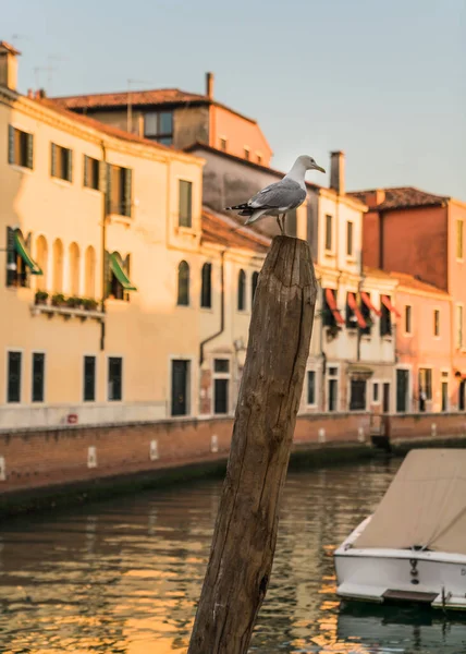 Seagull Wooden Pole Canal Venice Italy Buildings Background — Stockfoto