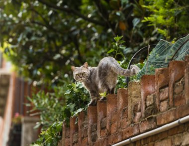 İtalya 'da bir duvarın tepesindeki kameraya bakan gri bir kediye yaklaş. 