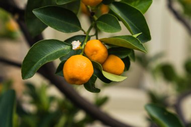 Portakal ağacının yakın plan ayrıntıları