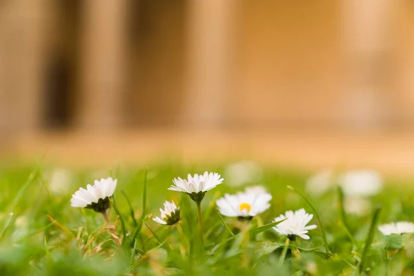 Baharda papatya çiçeklerinin yakın plan görüntüleri. 