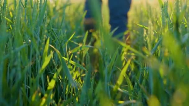 Αγρότης Περπατά Μέσα Από Πράσινο Πεδίο Των Οικοκαλλιεργειών Λαστιχένιες Μπότες — Αρχείο Βίντεο