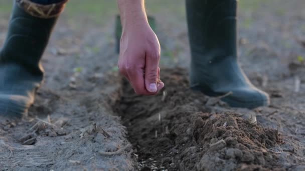 Farmer Hand Planting Organic Plant Seeds Farm Close Male Hands — ストック動画