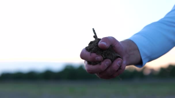 Male Cultivator Hand Rubbing Soil Hand Outdoors Farm Man Checking — Stock video
