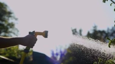 Gün batımında bahçedeki erkek el sulama ağacının yan görüntüsü. Yeşil bitkinin üzerine hortum püskürten kişi. Bahçesinde fıskiye olan bir bahçıvan. Su hortumdan akar ve parlak damlalar oluşturur. Kapat.
