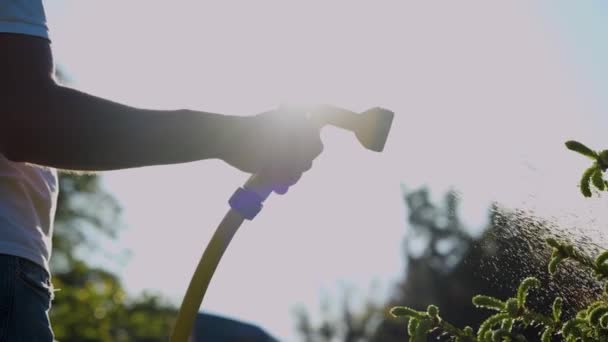 Man Hand Holding Hose Watering Green Pine Tree Garden Sunny — Stock video