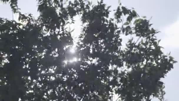 Ветви Деревьев Качающиеся Ветру Солнечный Свет Протекающий Сквозь Листья Дневная — стоковое видео