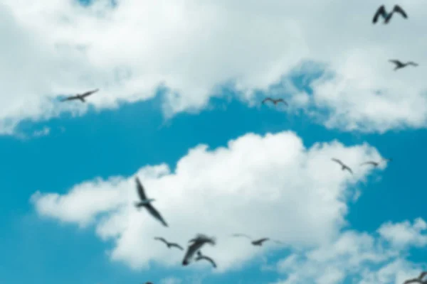 空を飛ぶカモメ 澄んだ明るい晴れた空 多くの鳥が飛び回る美しい青い風景 空気中のカモメのグループ 自由と平和のアイデア 風景とビューの概念 — ストック写真