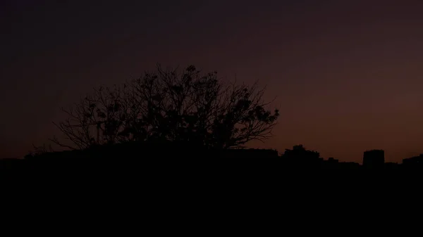 Trees and city silhouette with red sky, beautiful sunset view, abstract dark background with tree and sky, landmark concept with copy space, silhouette of cityscape and trees, peaceful and calm scene