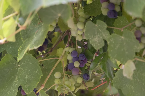 ブドウ畑で詳細な熟成ブドウを閉じ 収穫方法 異なる熟成期間 いくつかのワインブドウ 柔らかい色 — ストック写真