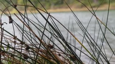 Detaylı göl kamışları, arka planda bulanık göl yakın göl sazlıkları, ormanda bulutlu hava, akan göl.