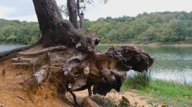 Göllü yaşlı ağaç kökü, seçici odak, doğa ve orman konsepti, 4k 60 fps rahatlatıcı sahne görüntüleri, akan göl, arka plan video fikri, yaşlı ağaç kökü fikri