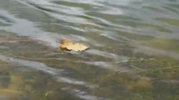 Сухой Лист Плавающий Озеру Осень Концепции Леса Кадров Секунду Спокойное — стоковое видео