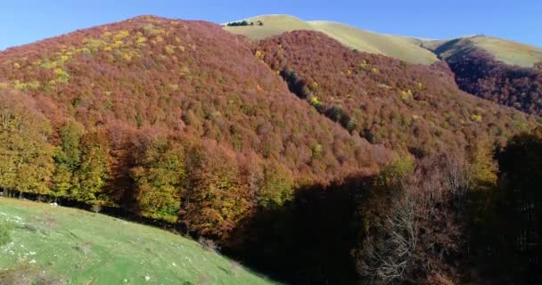 Tournées Aériennes Automne Dessus Forêt Hêtres Monte Terminillo Dans Centre — Video