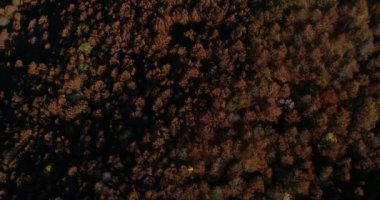 İtalya 'nın orta kesimindeki Monte Terminillo (Lazio bölgesi) kayın ormanının üzerine düşen hava görüntüleri. Kayalık dağın güzel manzarası ve ormanı sonbahar mevsiminin ılık tonlarıyla renklenmişti..