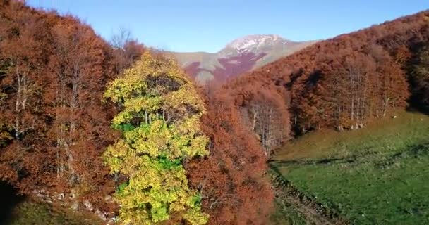 Πτώση Εναέρια Πλάνα Πάνω Από Δάσος Οξιάς Στο Monte Terminillo — Αρχείο Βίντεο