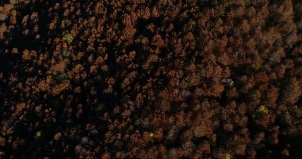 在意大利中部 拉齐奥地区 Monte Terminillo的山毛榉森林上空空降 岩石山及其森林的美丽风景被秋天的暖色调染成了五彩斑斓的色彩 — 图库视频影像