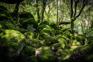 Torre Alfina 'daki Bosco del Sasseto, Acquapente, İtalya yakınlarında. İtalya 'nın Viterbo eyaletindeki güzel büyülü orman..