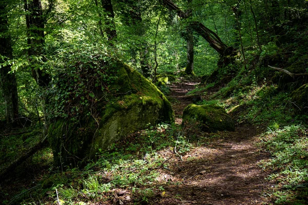 Torre Alfina 'daki Bosco del Sasseto, Acquapente, İtalya yakınlarında. İtalya 'nın Viterbo eyaletindeki güzel büyülü orman..