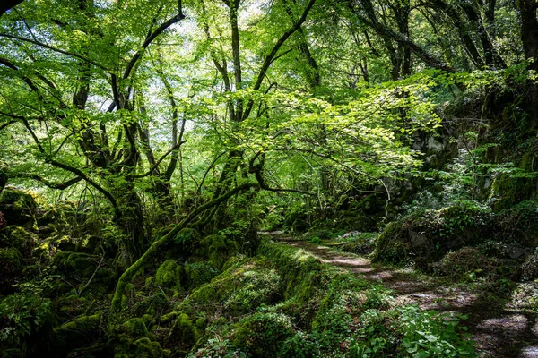 Torre Alfina 'daki Bosco del Sasseto, Acquapente, İtalya yakınlarında. İtalya 'nın Viterbo eyaletindeki güzel büyülü orman..