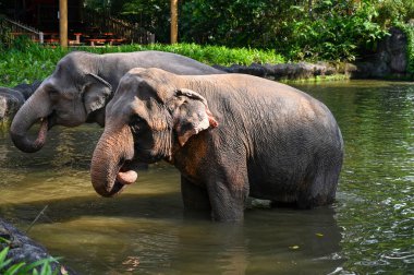 Filler var olan en büyük kara hayvanlarıdır. Filler, süper sipariş Afrotheria 'ya ait Proboscidea familyasından kalan tek familya olan Fil-tidae familyasına aittir..