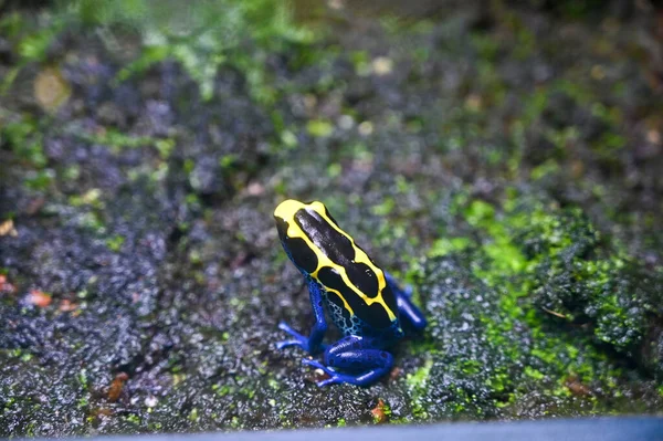 Poison dart frog (also known as dart-poison frog, poison frog or formerly known as poison arrow frog) is the common name of a group of frogs in the family Dendrobatidae which are native to tropical Central and South America.