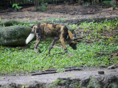 Afrika vahşi köpeği (