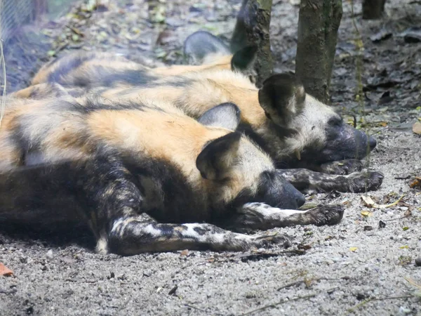 African wild dog (Lycaon pictus), also called the African painted dog and the African hunting dog, is a wild canine which is a native species to sub-Saharan Africa.