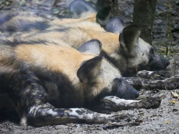 African wild dog (Lycaon pictus), also called the African painted dog and the African hunting dog, is a wild canine which is a native species to sub-Saharan Africa.