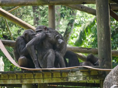 Şempanze ağaç evde oturuyordu. Şempanze (