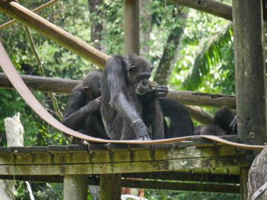 Şempanze ağaç evde oturuyordu. Şempanze (