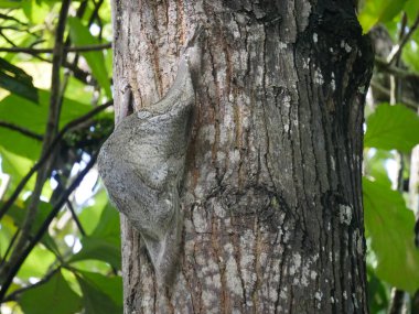 Colugo Hayvanı olarak da bilinir. Uçan lemur, Sunda Colugo ya da Malezyalı uçan lemur olarak da bilinir.