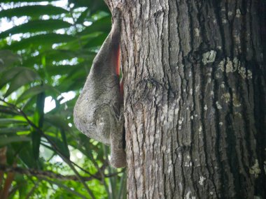 Colugo Hayvanı olarak da bilinir. Uçan lemur, Sunda Colugo ya da Malezyalı uçan lemur olarak da bilinir.