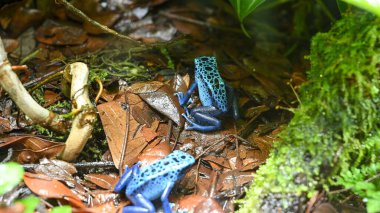 Zehirli dart kurbağası (dart-zehirli kurbağa veya zehirli ok kurbağası olarak da bilinir), Dendrobatidae familyasından tropikal Orta ve Güney Amerika 'ya özgü bir kurbağa türü..