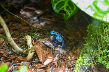 Zehirli dart kurbağası (dart-zehirli kurbağa veya zehirli ok kurbağası olarak da bilinir), Dendrobatidae familyasından tropikal Orta ve Güney Amerika 'ya özgü bir kurbağa türü..