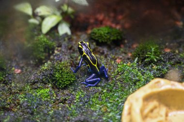Zehirli dart kurbağası (dart-zehirli kurbağa veya zehirli ok kurbağası olarak da bilinir), Dendrobatidae familyasından tropikal Orta ve Güney Amerika 'ya özgü bir kurbağa türü..