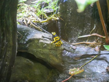 Zehirli dart kurbağası (dart-zehirli kurbağa veya zehirli ok kurbağası olarak da bilinir), Dendrobatidae familyasından tropikal Orta ve Güney Amerika 'ya özgü bir kurbağa türü..