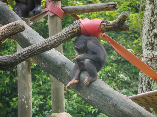 chimpanzee seated on Tree House. chimpanzee (Pan troglodytes), also known simply as chimp, is a species of great ape native to the forest and savannah of tropical Africa.