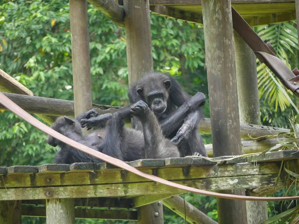 Chimpancé Sentado Tree House Chimpancé Pan Troglodytes También Conocido Simplemente —  Fotos de Stock