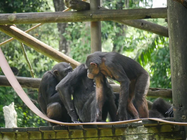 chimpanzee seated on Tree House. chimpanzee (Pan troglodytes), also known simply as chimp, is a species of great ape native to the forest and savannah of tropical Africa.