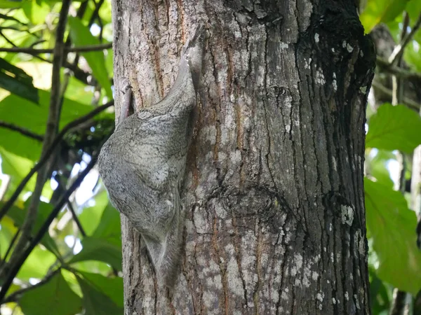 Colugo Hayvanı olarak da bilinir. Uçan lemur, Sunda Colugo ya da Malezyalı uçan lemur olarak da bilinir.