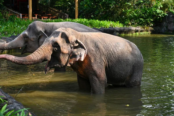Filler var olan en büyük kara hayvanlarıdır. Filler, süper sipariş Afrotheria 'ya ait Proboscidea familyasından kalan tek familya olan Fil-tidae familyasına aittir..