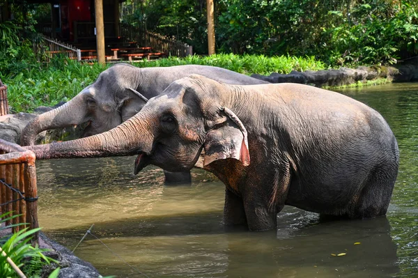 Filler var olan en büyük kara hayvanlarıdır. Filler, süper sipariş Afrotheria 'ya ait Proboscidea familyasından kalan tek familya olan Fil-tidae familyasına aittir..