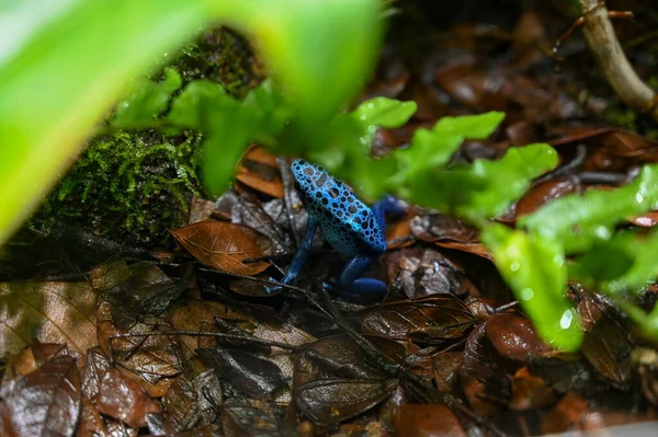 Poison dart frog (also known as dart-poison frog, poison frog or formerly known as poison arrow frog) is the common name of a group of frogs in the family Dendrobatidae which are native to tropical Central and South America.