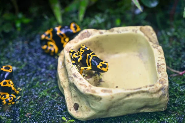 Gifkikker Poison Dart Kikker Een Kikker Uit Familie Dendrobatidae Kikkers — Stockfoto